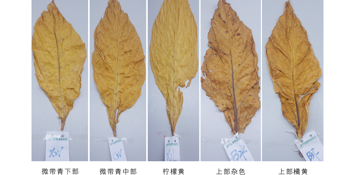 煙葉烘干成色 煙葉烘干成色