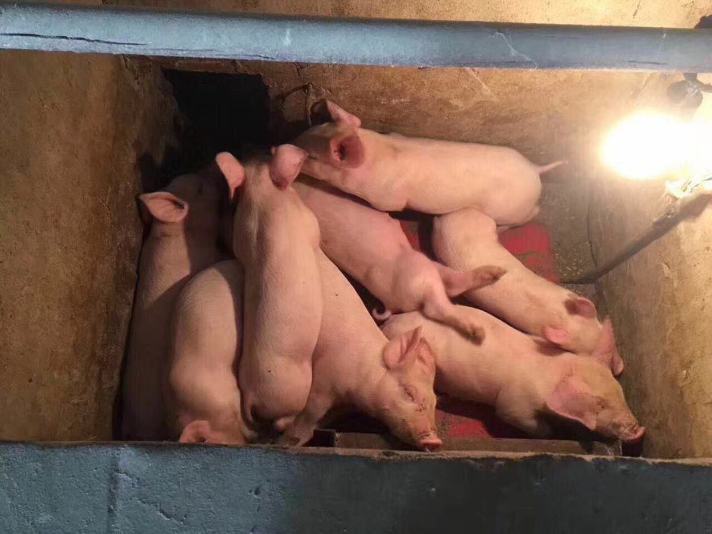 養(yǎng)殖熱泵采暖