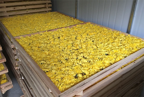 金絲皇菊烘干